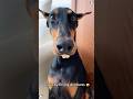 Funny Doberman Funny Haaha Funnypet Funnyvideo Cutedog Youtube Funny Doberman Funny Haaha Funnypet Funnyvideo Cutedog Youtube