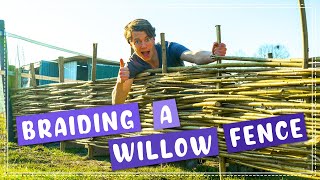 How I Braided a Willow Fence For The Garden