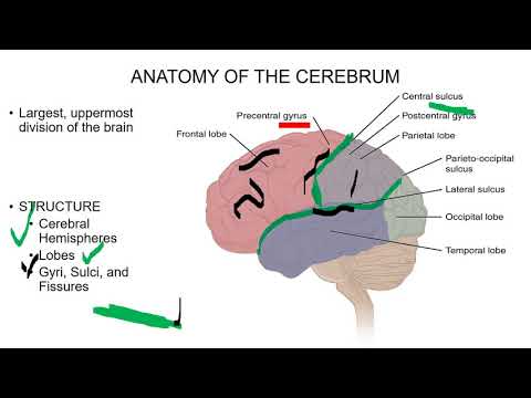 Anatomy and Physiology I_Chapter 13_Anatomy of Nervous System - YouTube