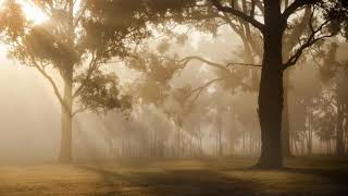 Binaural Beats Beta Wave Music, Nature Sounds, Birds Singing, Focus Concentration Music, Study Music screenshot 4