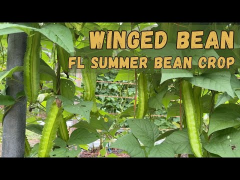 Winged Bean - A Heat Tolerant Vegetable in Florida