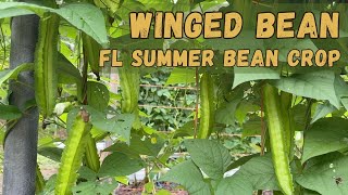 Winged Bean - A Heat Tolerant Vegetable in Florida