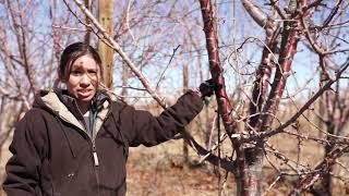 Cherry Tree Pruning Part 2