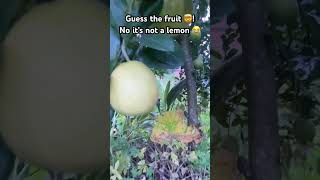 Lemon Or Not . This Is Aamilo Tree .