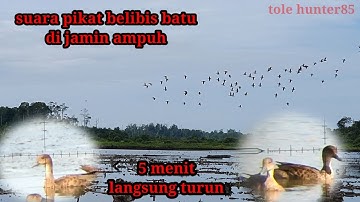 SUARA PIKAT BELIBIS PALING AMPUH,SUARA JERNIH 1JAM NONSTOP