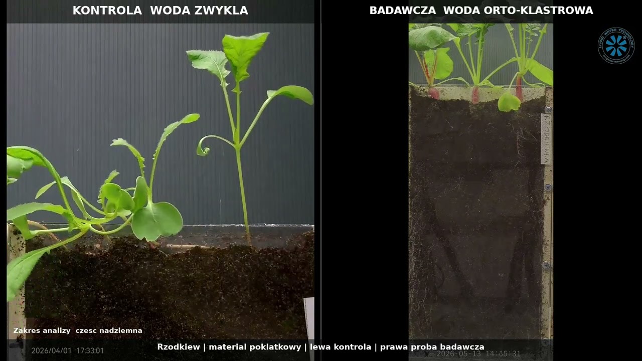Transparentnie o wynikach: rzodkiew bez przewagi wariantu badawczego