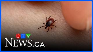 Deadly tick-borne disease has health officials on high alert