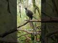 This Bird Can Copy Any Sound 😲