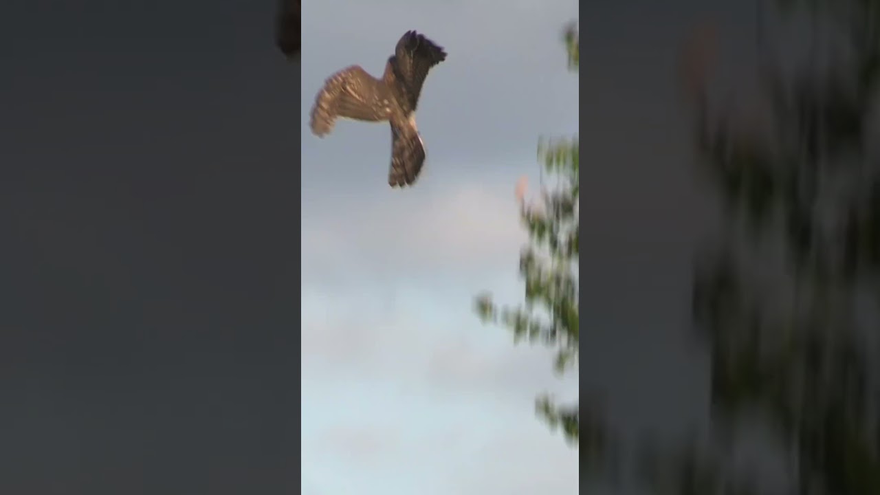 Goshawk removes red-tailed hawk 