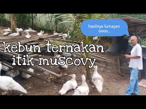 Video: 10 Sebab Itik Muscovy Buat Haiwan Peliharaan Besar