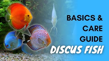Discus Fish: Basics And Care Guide