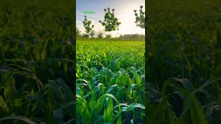 Sorgo Silero 70 toneladas de silo x hectárea