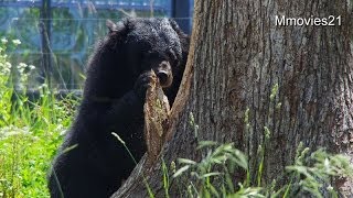 夢中過ぎて・・ヒマラヤグマ~Joy after the effort,Asian Black Bear