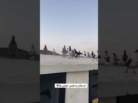 اكسبلور فولو العشق حمام الاردن  