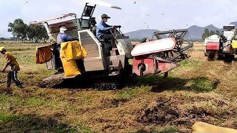 hai cây máy cắt lúa WD102 cắt lúa rất nhanh tập 97#maycatlua