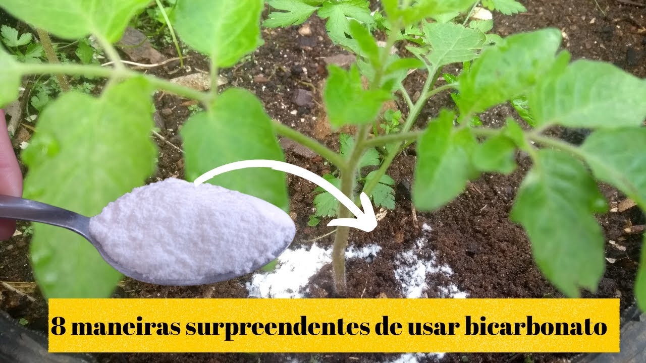 Segredo revelado: O poder incrível do bicarbonato para suas plantas!