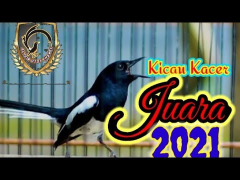 Kacer gacor full isian tembakan kenari||Kacer juara Nasional 2021