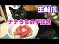 【生配信】今日でナナを保護して6年経ちました生配信📹