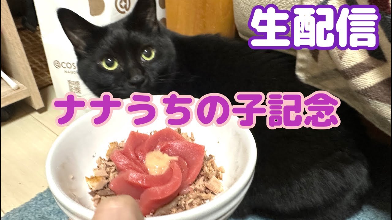 【生配信】今日でナナを保護して6年経ちました生配信📹