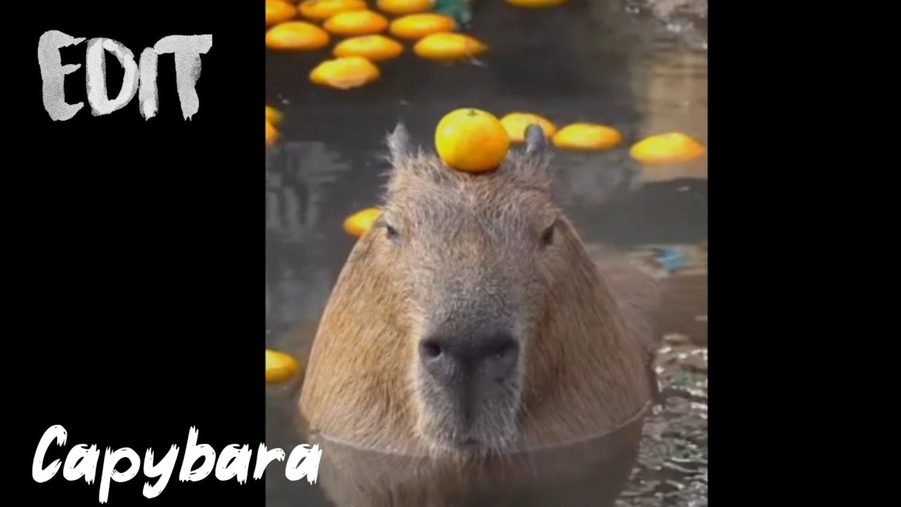 Os vídeos de capivara agiota (@capivaraagiota0) com original sound -  StanleyMOV