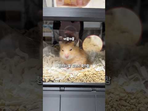 햄스터 잘있는지 확인하는 브이로그였는데