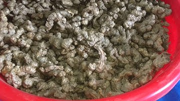 Ginger Conveyor Dryer - Part - 2, by Mahatma Brijmohan Techniclas, India