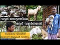 മലബാറി ആടുകളും ബെന്നിച്ചായനും|Goat Farming Malayalam|Goat farming Kerala|Malabari Goats