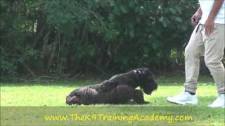 Giant Schnauzer Female - Xenia - The K9 Training Academy