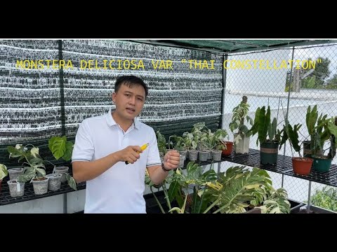 Video Monstera deliciosa var 