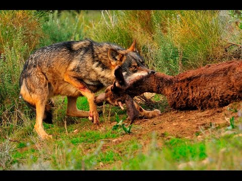 Documental Rusia Tierra de animales salvajes Documentales National Geographic