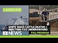 What caused mass cattle deaths on a ship bound for Indonesia? | Landline