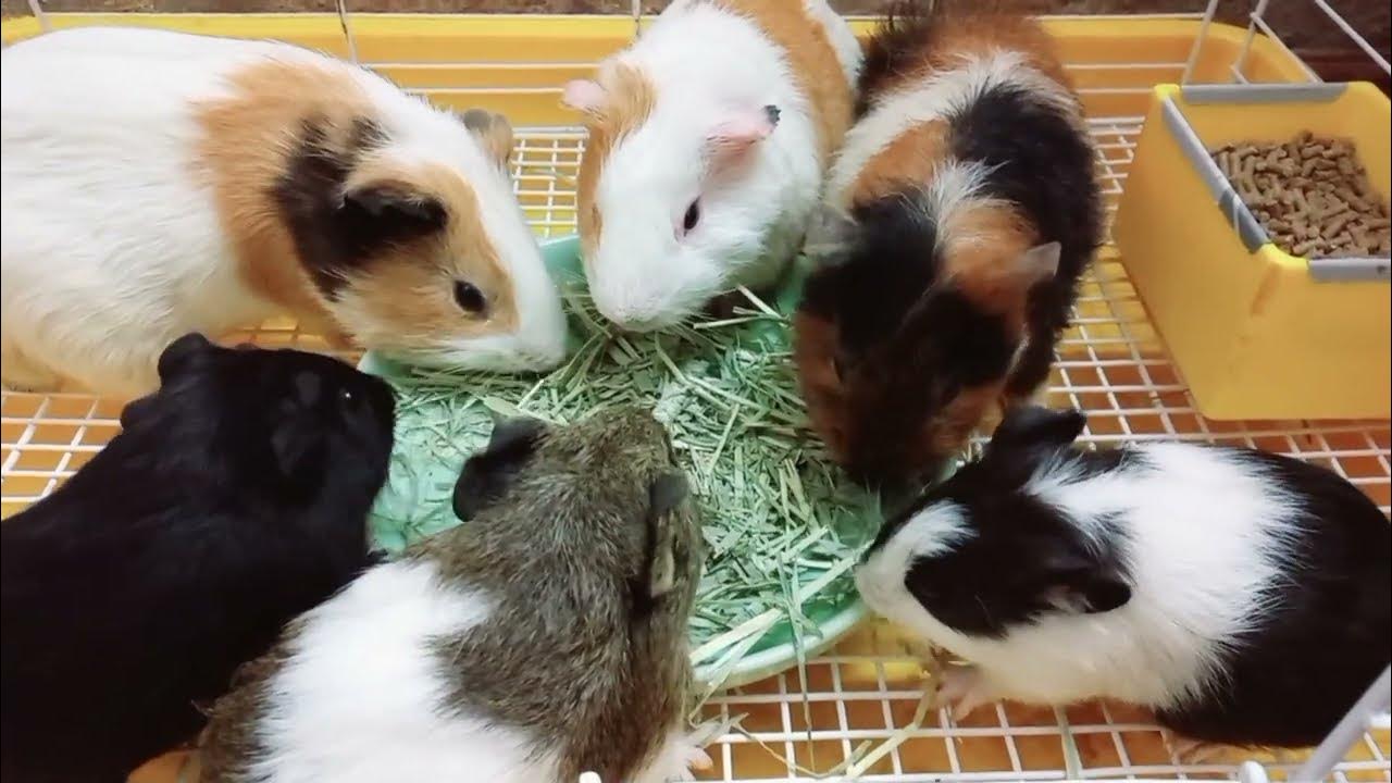 Tại sao Chuột lang ăn phân chính mình? Why do guinea pigs eat their