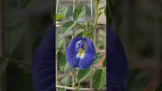 🦋 Butterfly Pea Flowers in an Old Bird Cage | Garden DIY #GardenTransformation #FlowerGarden #Shorts
