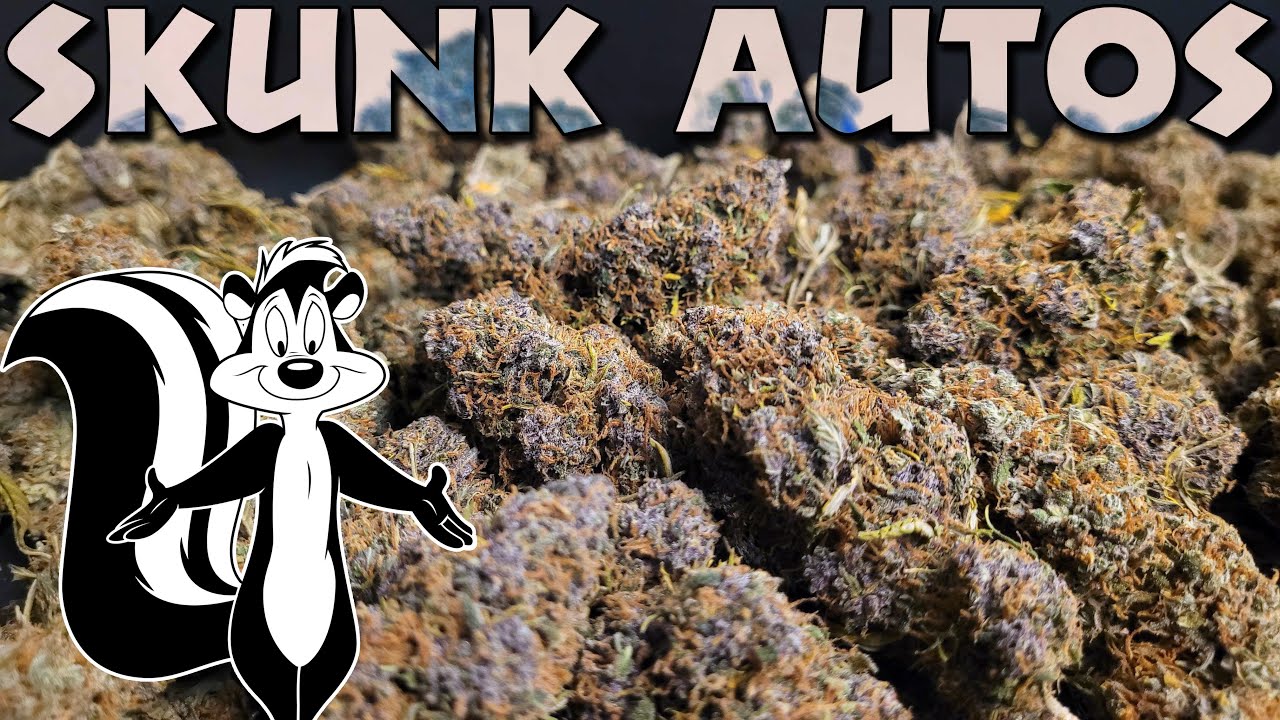 SKUNK AUTO HARVEST & RESULTS  - w/marshydro