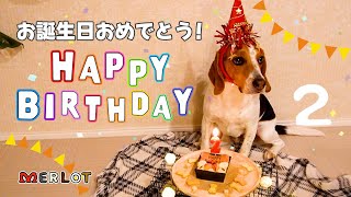 Happy Birthday! Merlot turned 2 years old! ／メル君！２歳のお誕生日おめでとう🎉 by Merlot The Beagle 109 views 1 month ago 8 minutes, 4 seconds