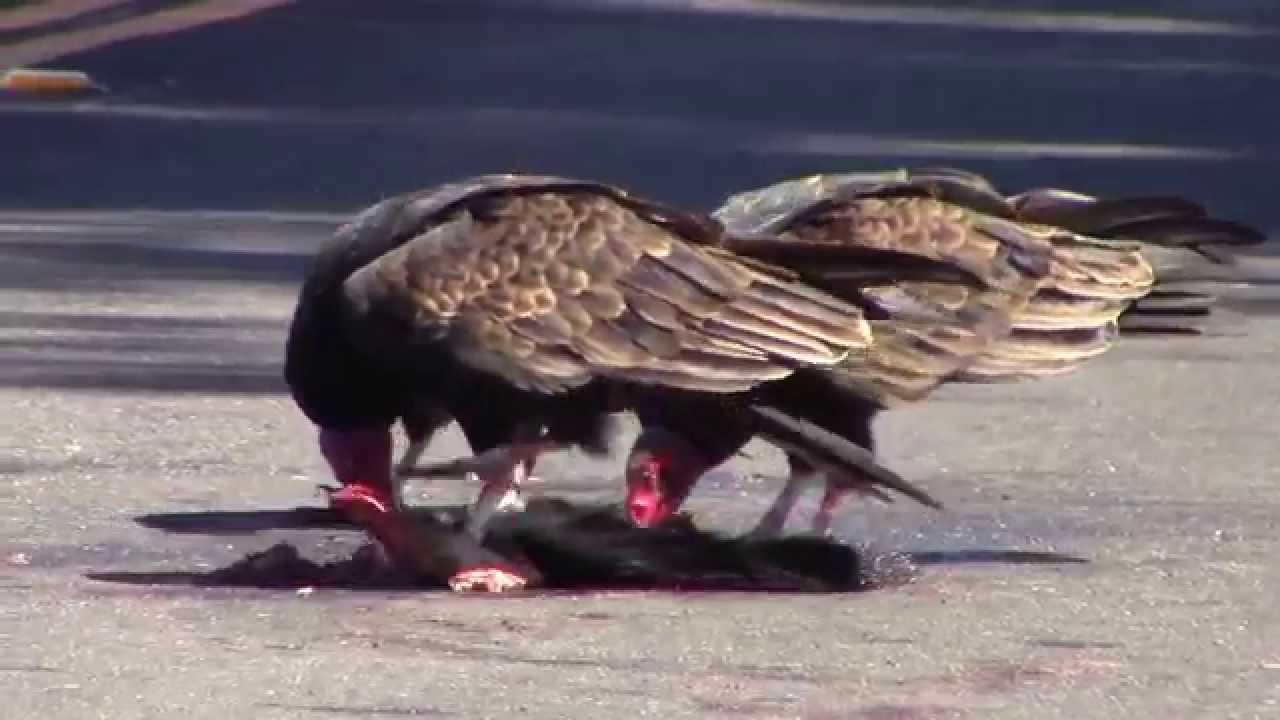 Turkey Vultures on roadkilled Striped Skunk YouTube
