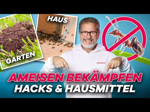 Video: Wanzen zu Hause bekämpfen: effektive Techniken, professionelle Heilmittel und Volksmethoden