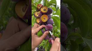 Enjoy Beautiful Plum Fruit 🍑🫐