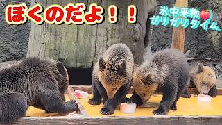 8 Bears This Year! Chilled Fruit Crunch Time [Noboribetsu Bear
