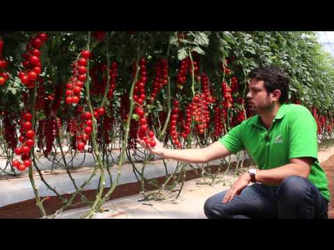 Vídeo: Os Melhores Tomates Doces