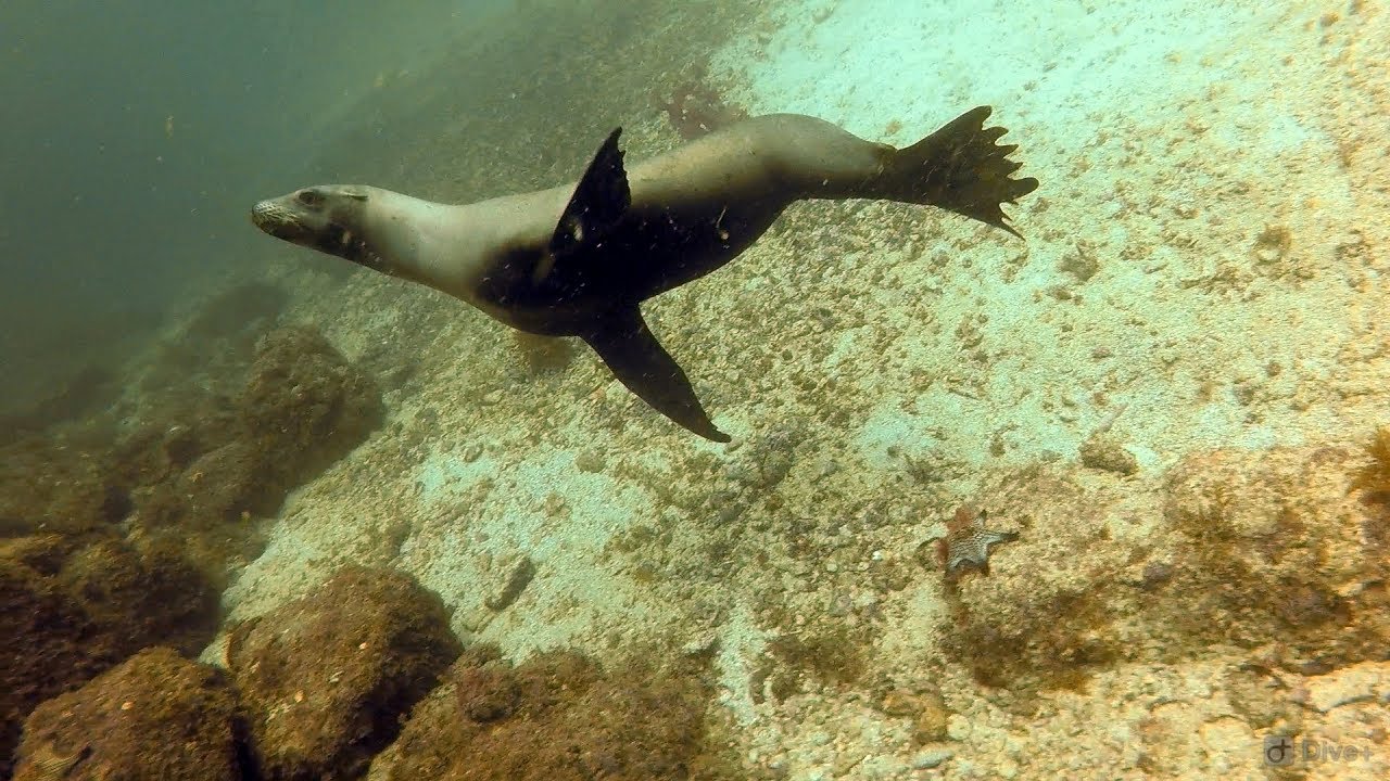 San Pedro Island Sea Lion Dive in San Carlos Mexico YouTube