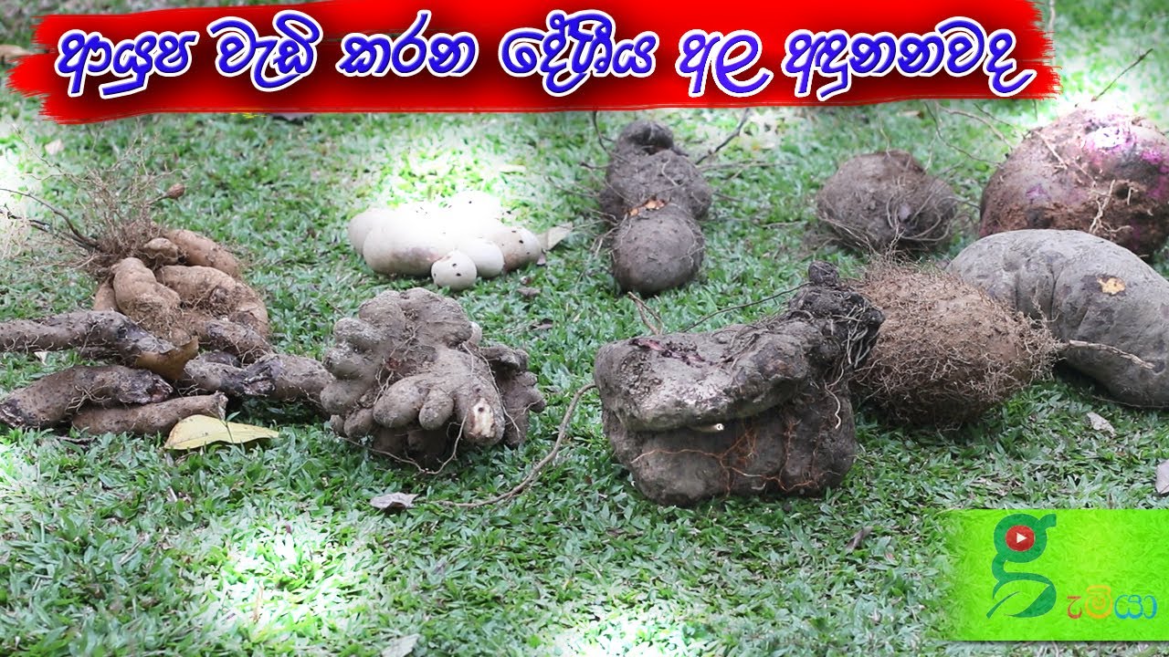 179 වස විසෙන් තොර දේශීය අල වර්ග