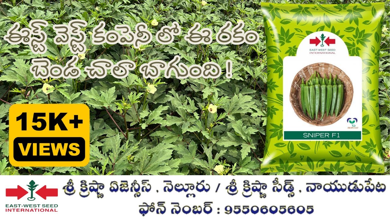 ఈస్ట్ వెస్ట్ వారి హైబ్రిడ్ బెండ స్నైపర్ ||East West Seeds Hy Bhendi Sniper || 9550605605||@eastwest