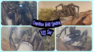 Carolina Wolf Spider Egg Sac