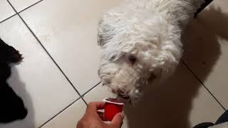 Perros Comiendo Danonino.