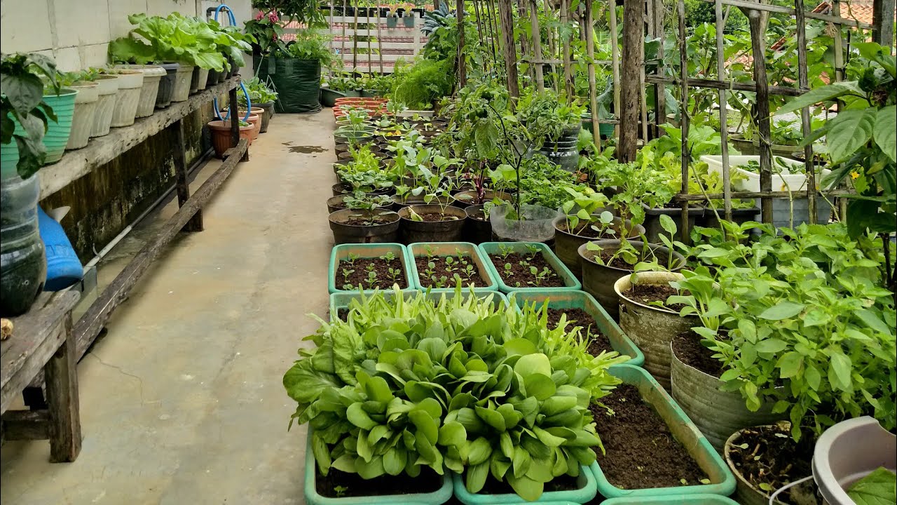MENIKMATI HASIL JERIH PAYAHKU DI KEBUN MINI,ADA PAKCOY DAN SELADA GREEN ...