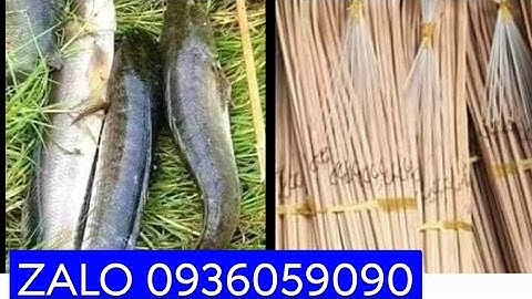 Bán cần câu cắm cá lóc bằng tre gai. Bán cần câu cắm cá lóc.