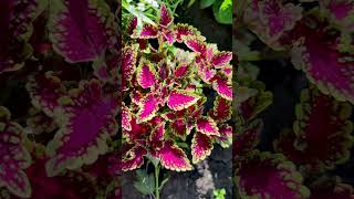 Колеус (Coleus).🍁 #flowerworld #цветы #flowers