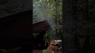 Creekside Camping in the Woods with my Dog
