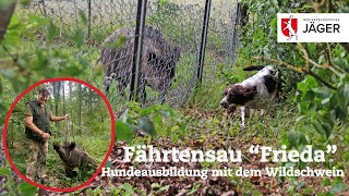 Hundeausbildung mit der Fährtensau – Wir Jäger in Niedersachsen
